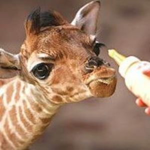 Meet your Posher, Terri